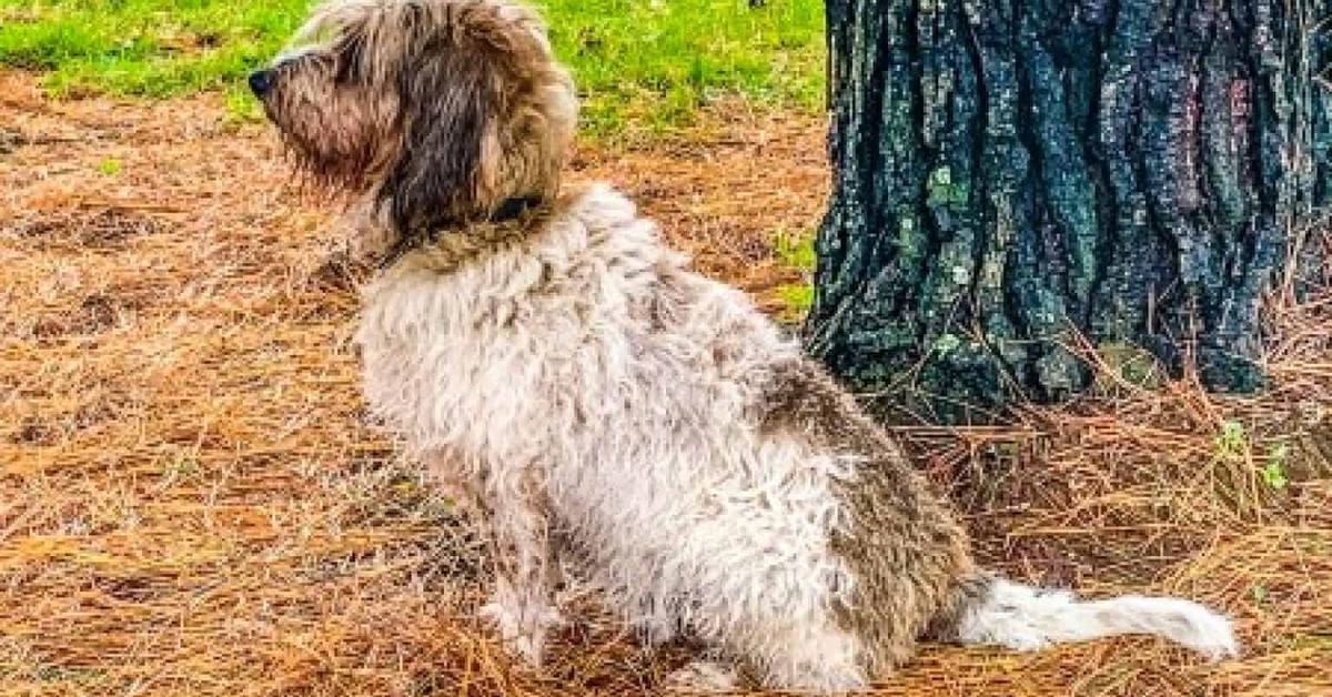 Pictures of Petit Basset Griffon Vendéen