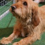 Pictures of Basset Fauve De Bretagne