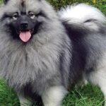 Pictures of Keeshond