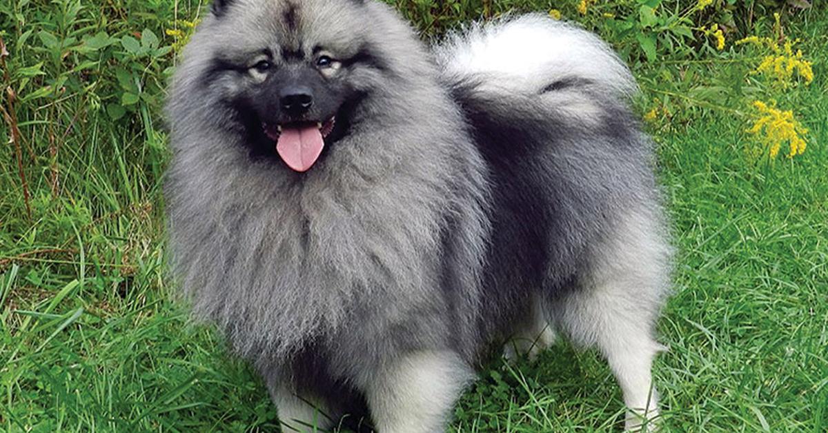 Pictures of Keeshond