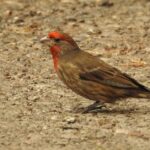 Pictures of Red Finch