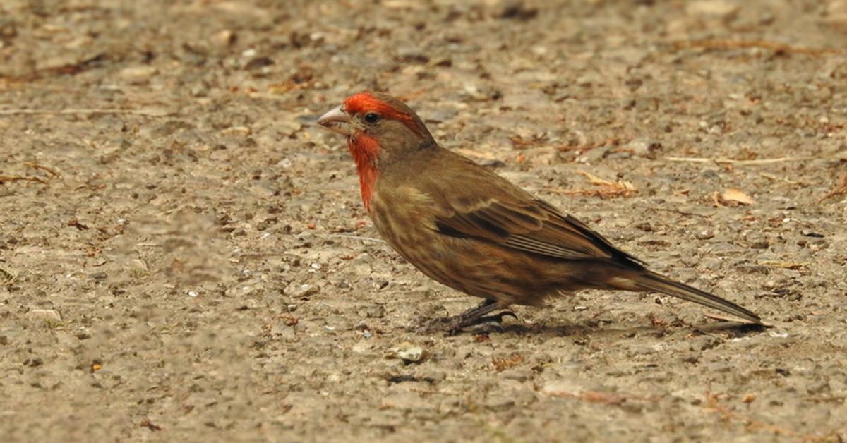 Pictures of Red Finch