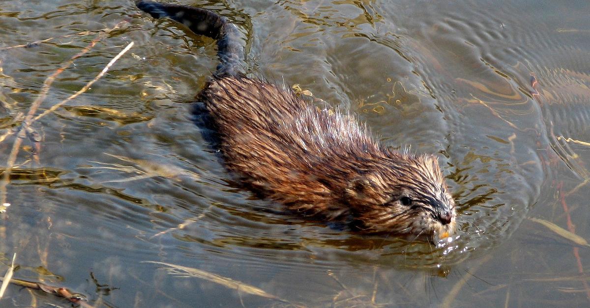 Pictures of Muskrat