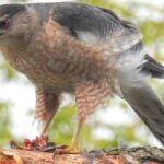 Pictures of Coopers Hawk