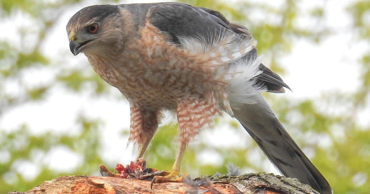 Pictures of Coopers Hawk