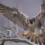 Pictures of Peregrine Falcon