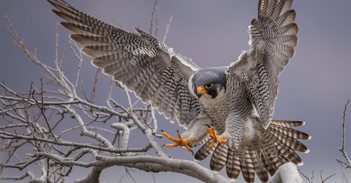 Pictures of Peregrine Falcon