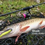 Pictures of Muskellunge