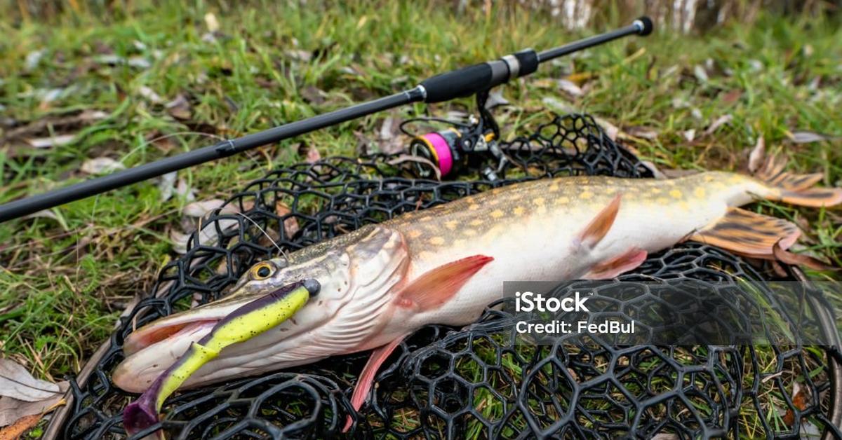 Pictures of Muskellunge