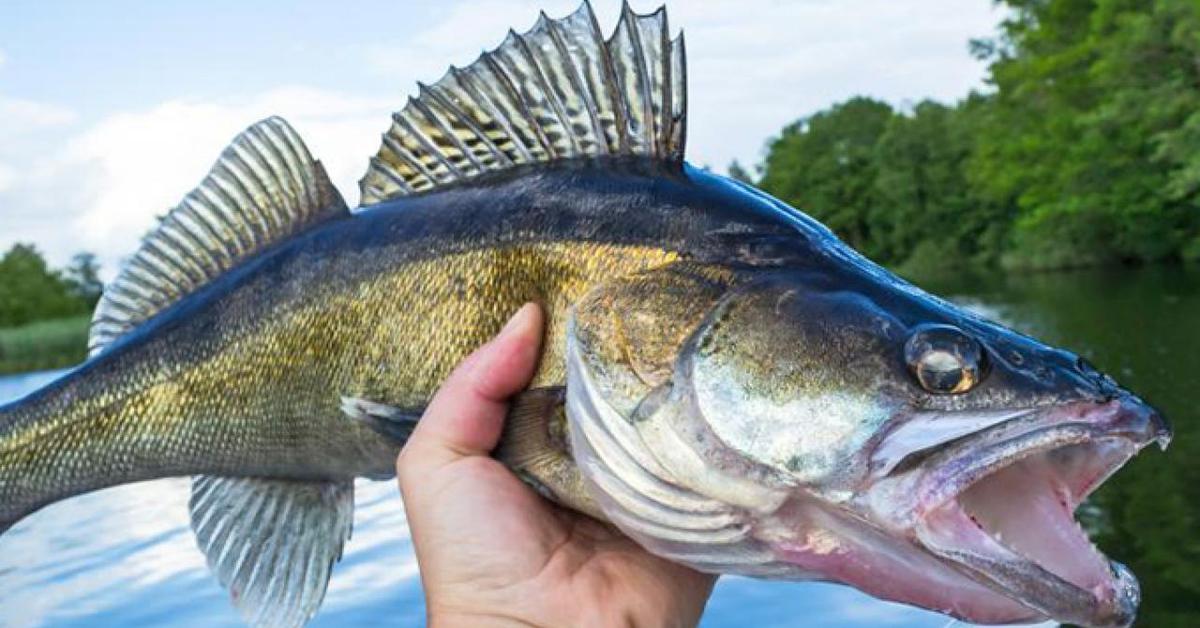 Pictures of Walleye Fish