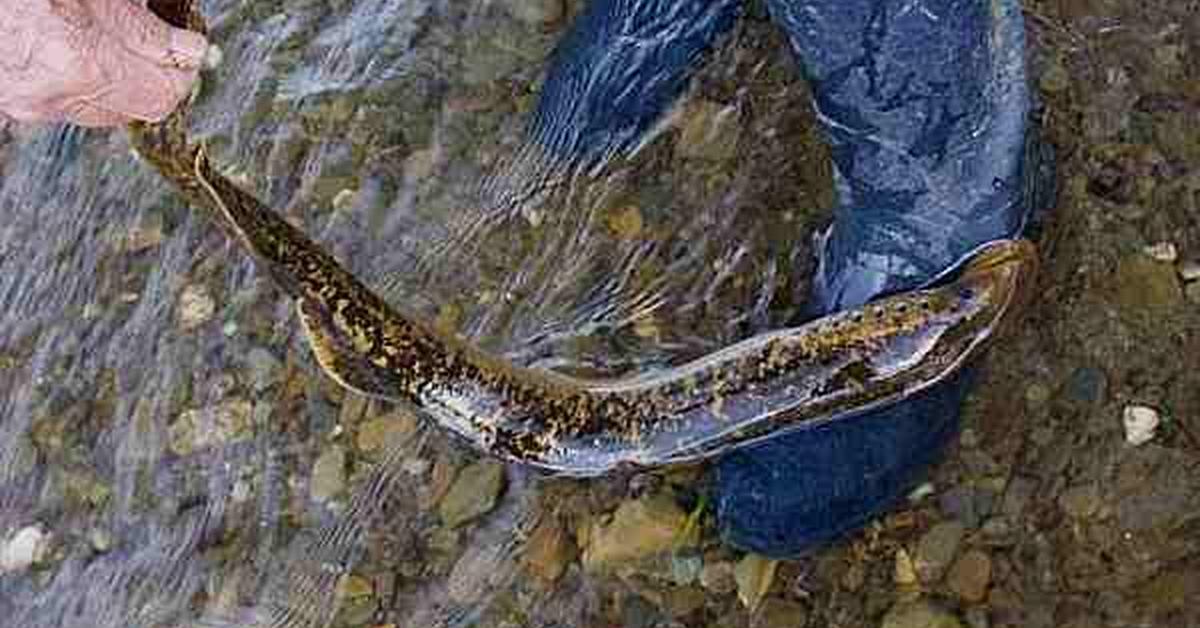 Pictures of Lamprey