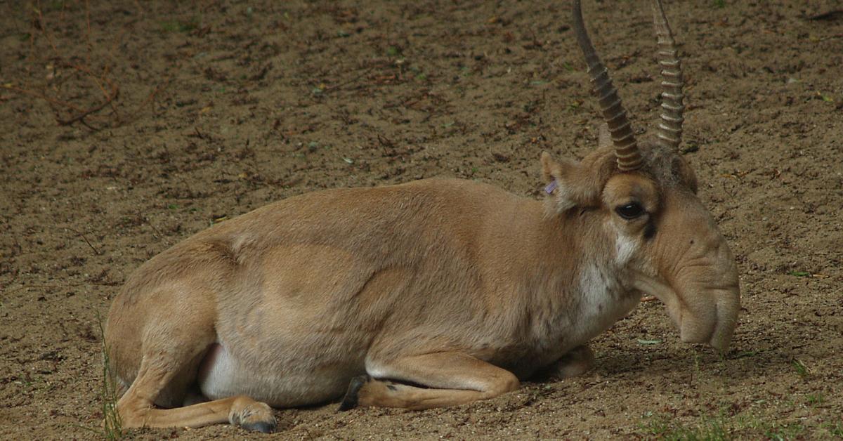 Pictures of Saiga