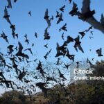 Pictures of Mexican Free-Tailed Bat