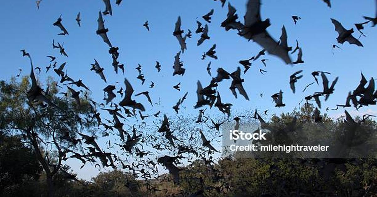 Pictures of Mexican Free-Tailed Bat