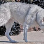 Pictures of Northern Inuit Dog