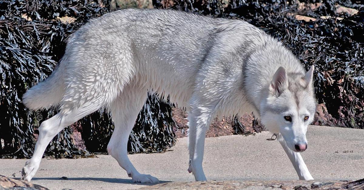 Pictures of Northern Inuit Dog