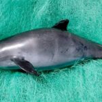 Pictures of Vaquita