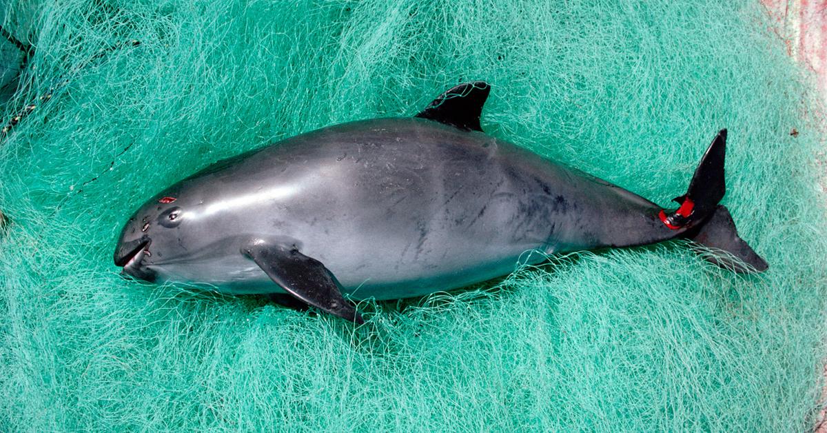 Pictures of Vaquita