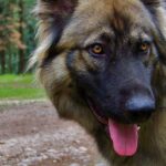 Pictures of American Alsatian