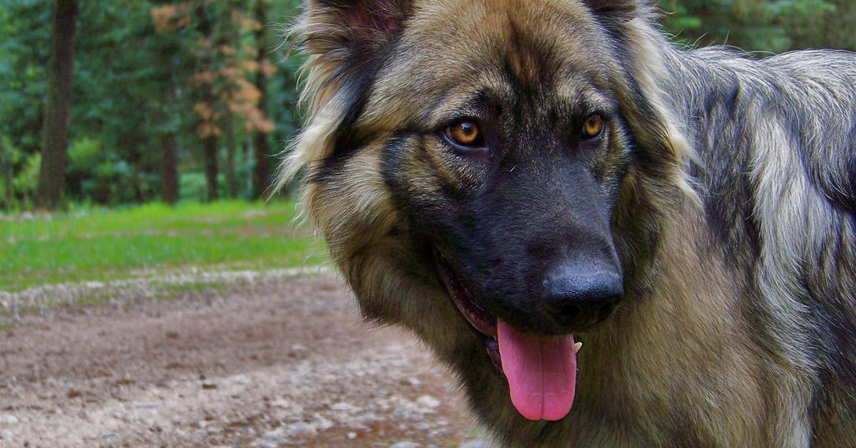 Pictures of American Alsatian