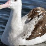 Pictures of Wandering Albatross