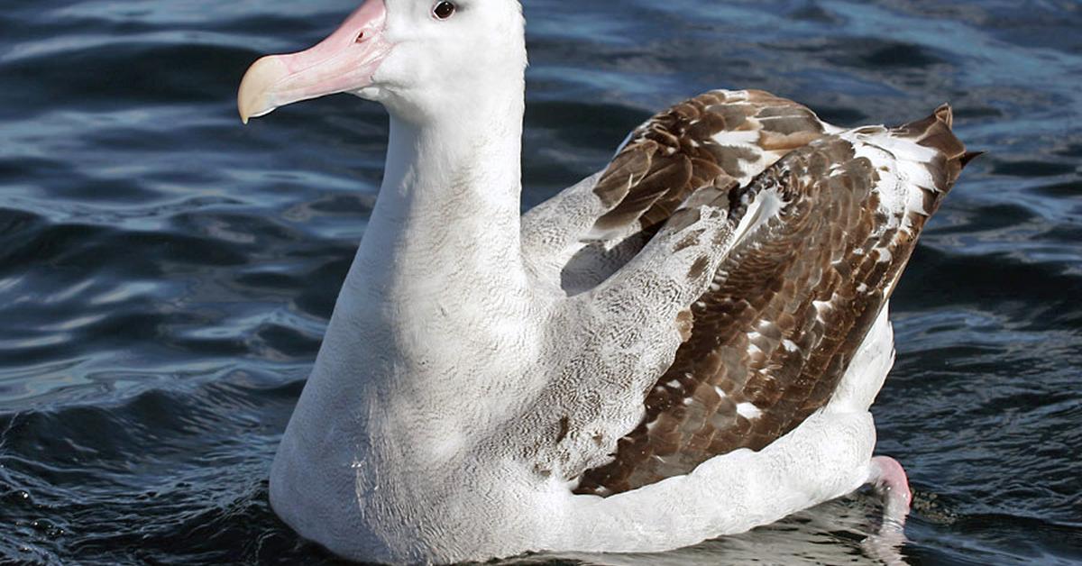 Pictures of Wandering Albatross