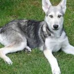 Pictures of Saarloos Wolfdog