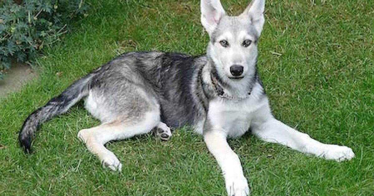 Pictures of Saarloos Wolfdog