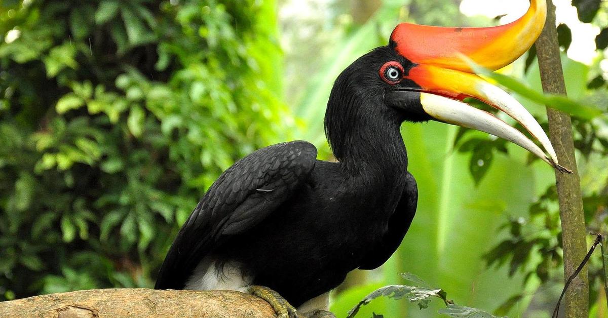 Pictures of Hornbill