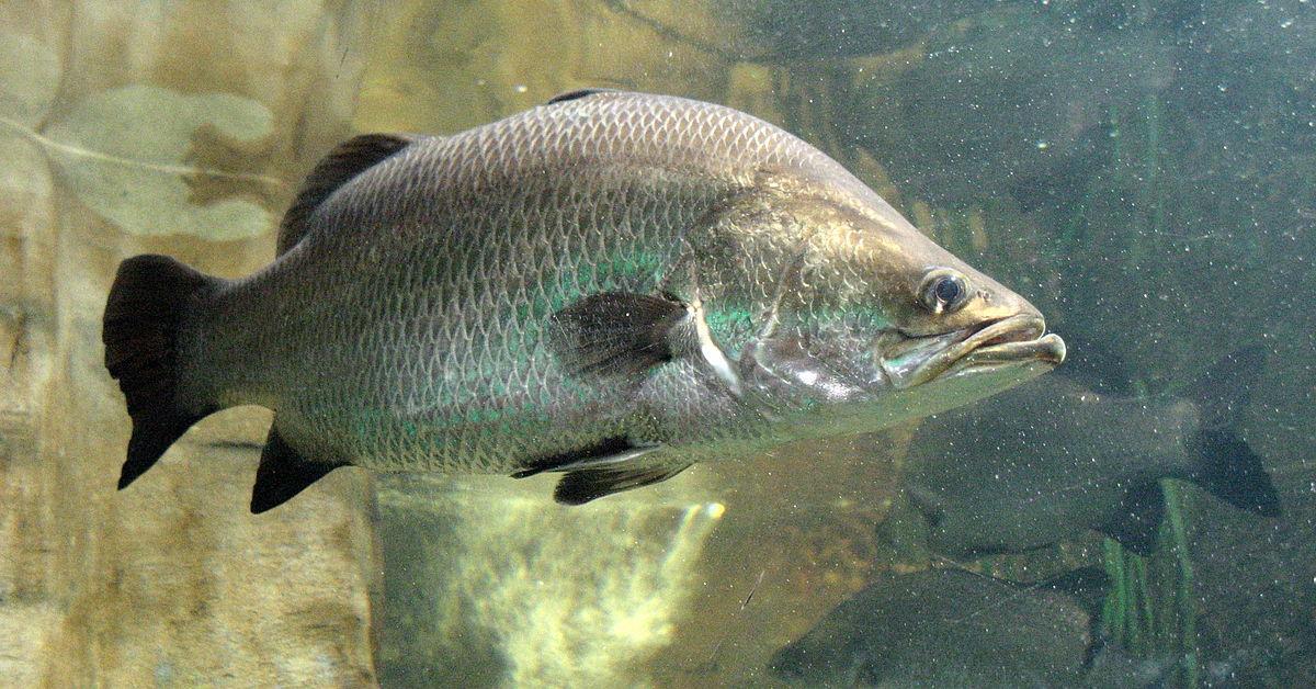 Pictures of Barramundi Fish