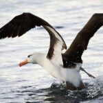 Pictures of Albatross