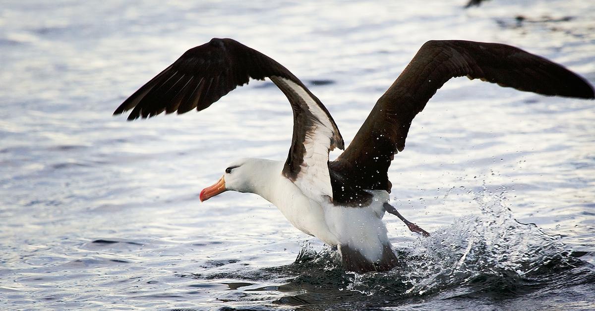 Pictures of Albatross