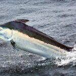 Pictures of Black Marlin