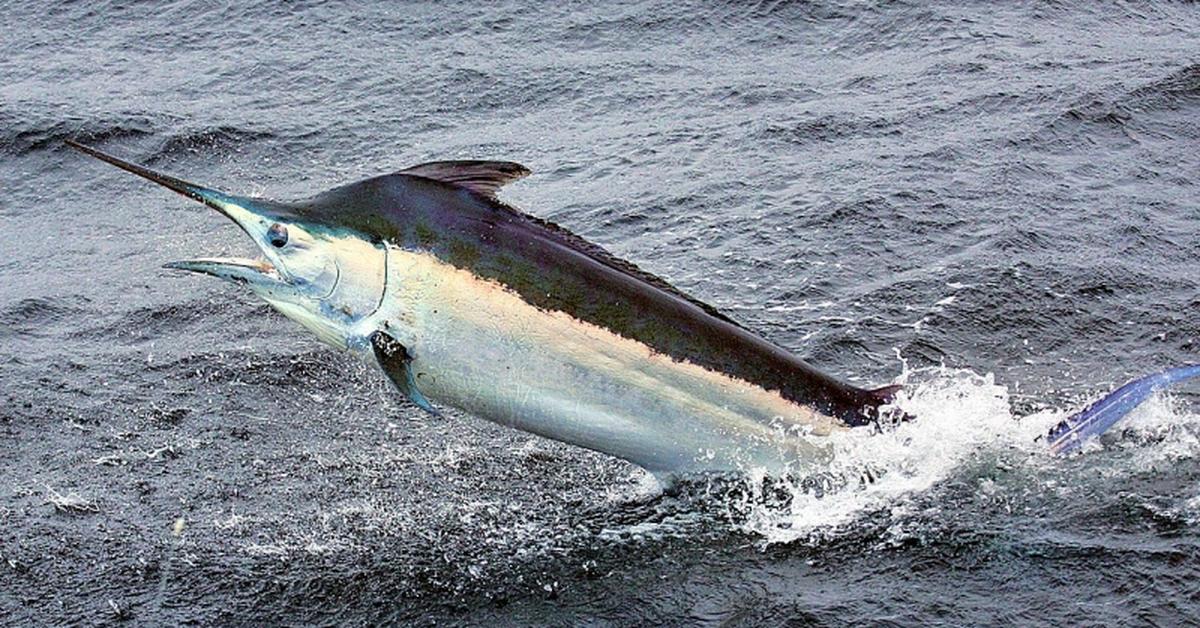 Pictures of Black Marlin