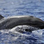 Pictures of False Killer Whale