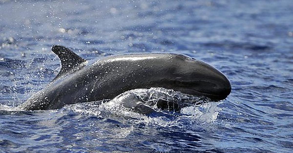 Pictures of False Killer Whale