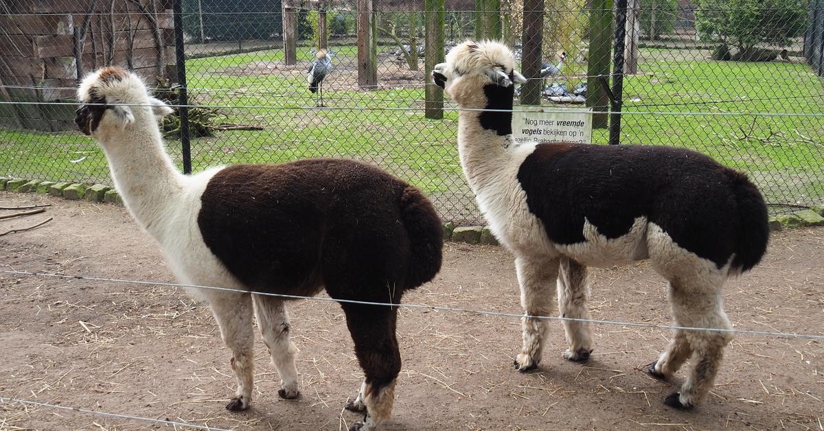 Pictures of Alpaca