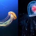 Pictures of Immortal Jellyfish