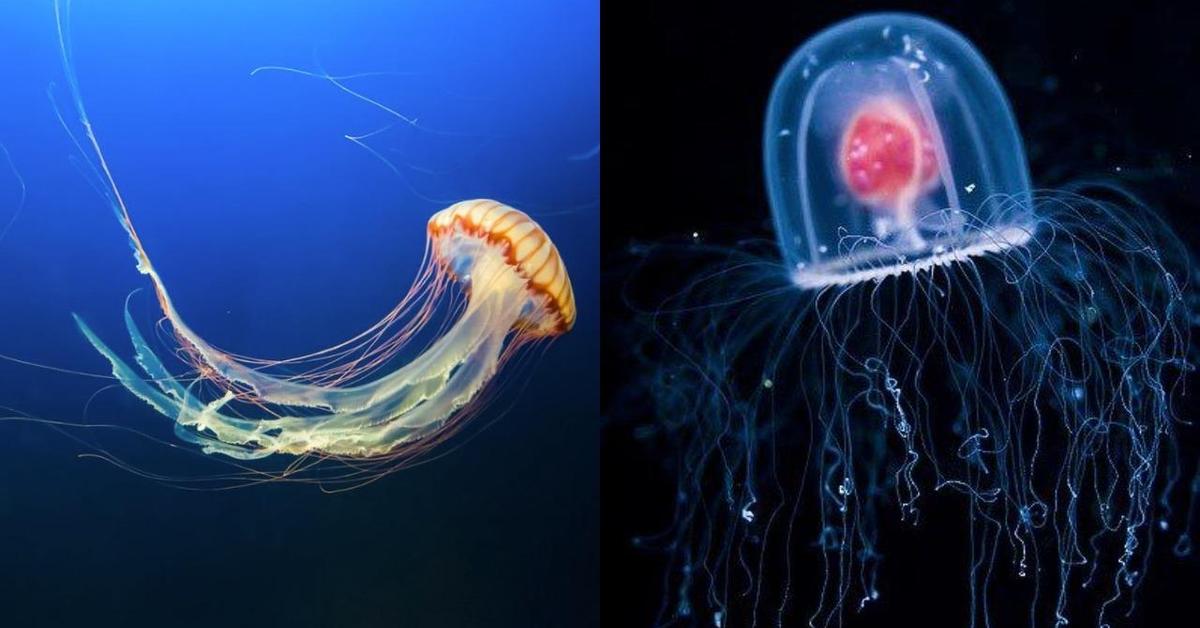 Pictures of Immortal Jellyfish