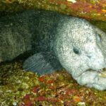 Pictures of Wolf Eel