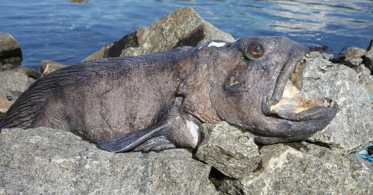 Pictures of Wolffish