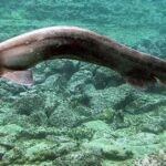 Pictures of Frilled Shark