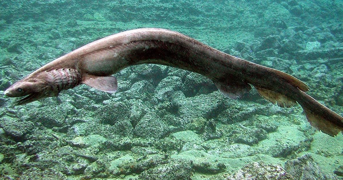 Pictures of Frilled Shark