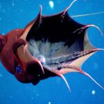 Pictures of Vampire Squid