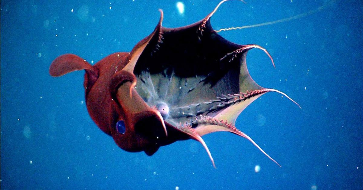 Pictures of Vampire Squid