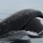 Pictures of Bowhead Whale