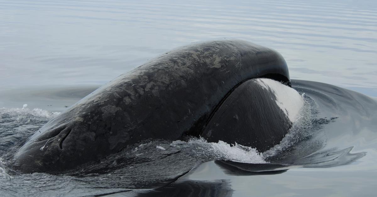 Pictures of Bowhead Whale