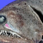 Pictures of Dragonfish