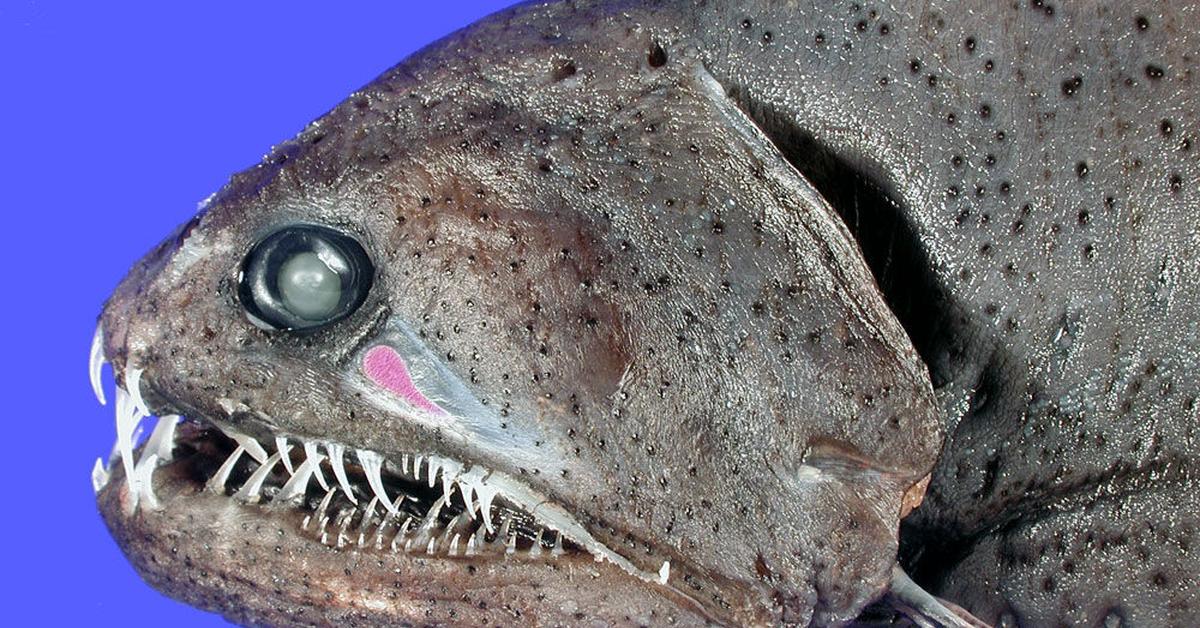 Pictures of Dragonfish