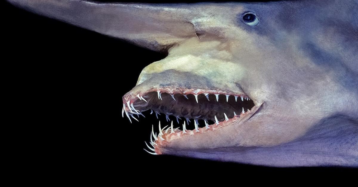 Pictures of Goblin Shark